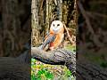 🦉 Owls Can Turn Their Heads 270°! 😱 Amazing Animal Fact #facts