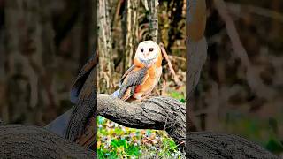 🦉 Owls Can Turn Their Heads 270°! 😱 Amazing Animal Fact #facts