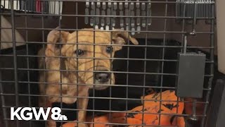 Nearly 20 pets rescued from suspected neglect case in Lake County
