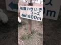 健康いきいきコースを散歩する保護犬コマメ