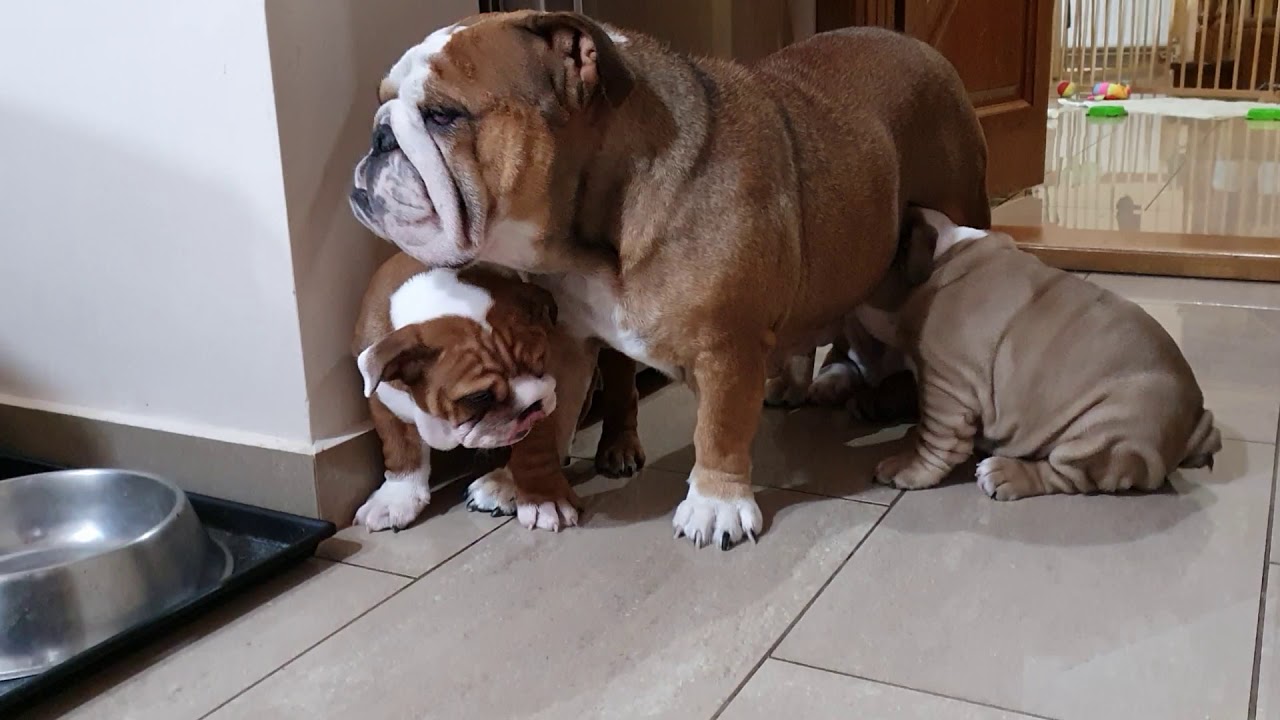 bulldog milk bar YouTube