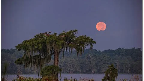 "Louisiana Love"