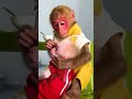 The monkey was happy to see the poor baby monkey again #monkeyshort #cutemonkey