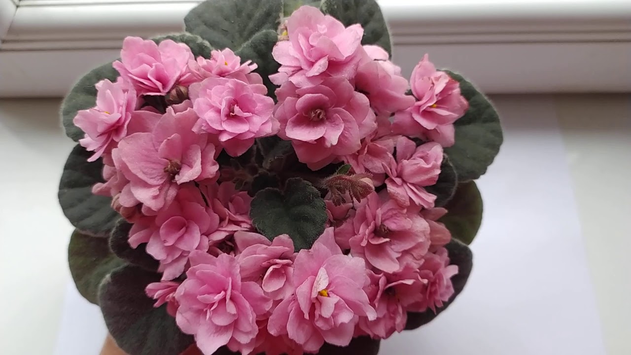 Cajun's Roses Anyone YouTube