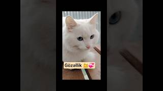 Abunə olun 🤍 gözəlləri görmək üçün 🐾👍 #cat#gözəllik #catshorts #aztube