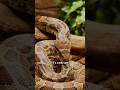 What would happen if a snake ate itself #facts #whatif