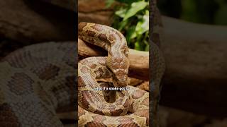 What would happen if a snake ate itself #facts #whatif