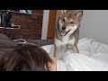 新しく覚えた技でママを起こしにくる目覚し柴犬が可愛いw