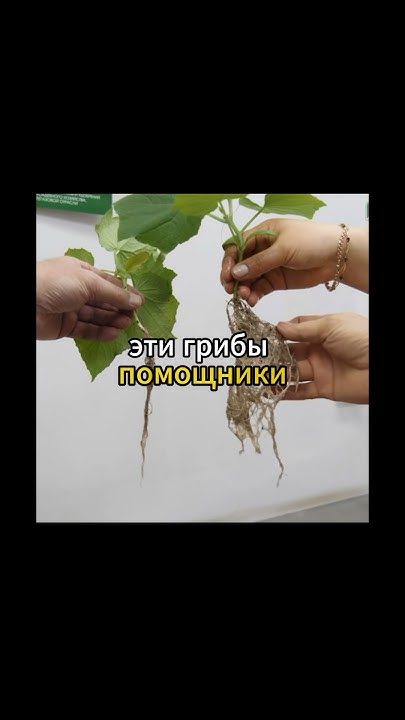 Микориза - это миф? - YouTube