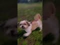 이사와서 새로운 공원에서 누나랑 형아랑 첫 산책~ 귀여운 시츄 마지막 물에 퐁당 🤣 #shihtzu #시츄사랑 #시츄는사랑입니다 #강아지산책 #lovely #dogshorts