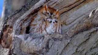 Screech Owl Yawning