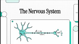 Lesson 1 (Modules 23): Structure of the Nervous System | Biology Grade 9 Advanced