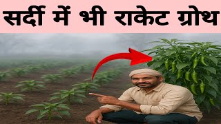 सरदय म फसल रक कय जत ह? य सपर फसल गरथ दगन कर दग