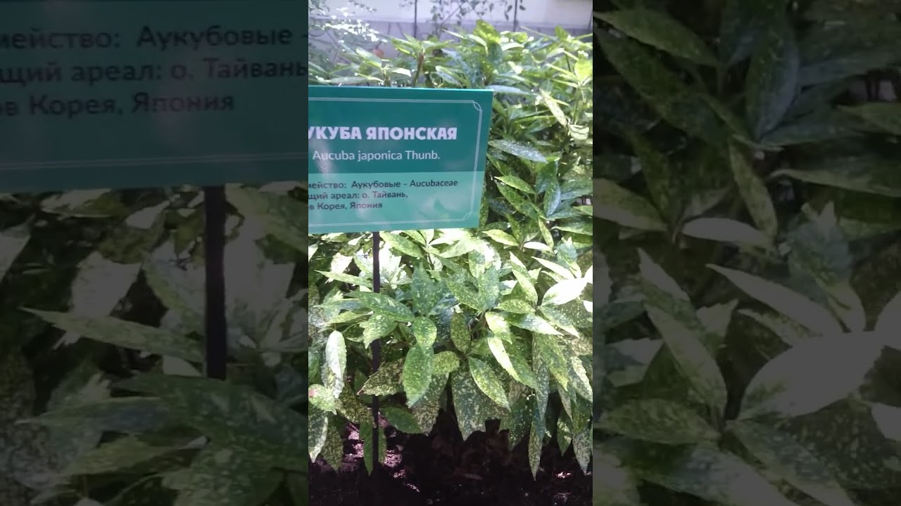 Аукуба японская интересное красивое растение в ботаническом саду в Крыму 