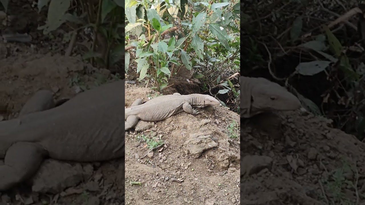 Visiting in Sariska tiger reserve India safari 