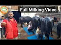 👍Full Milking Video- recorded @Ramu Sir's Farm @ Rohtak👍