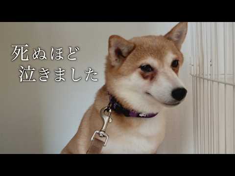 5年間ケージに監禁されていた保護犬を迎えて120日後…。