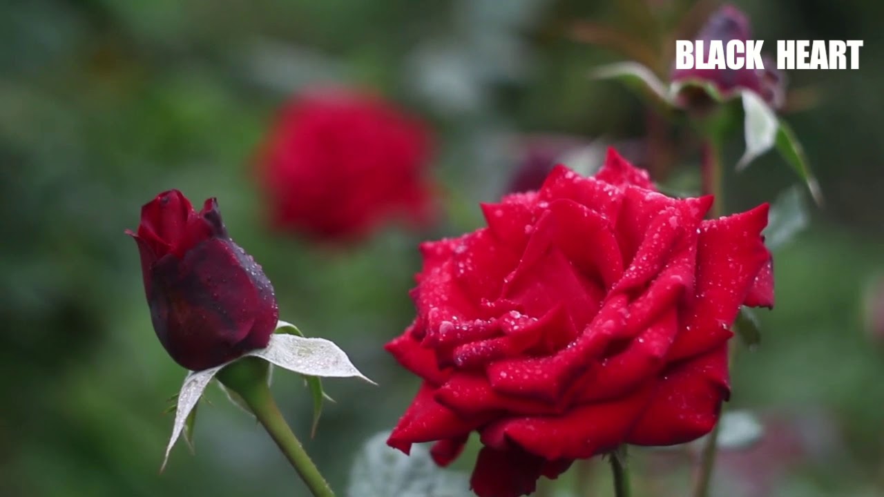 Har koi chaunda propose thokna | whatsapp status