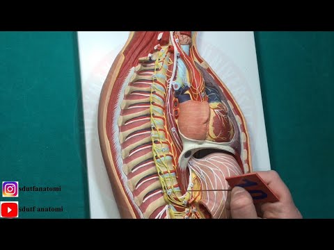 Otonom Sinir Sistemi Anatomisi Maketi