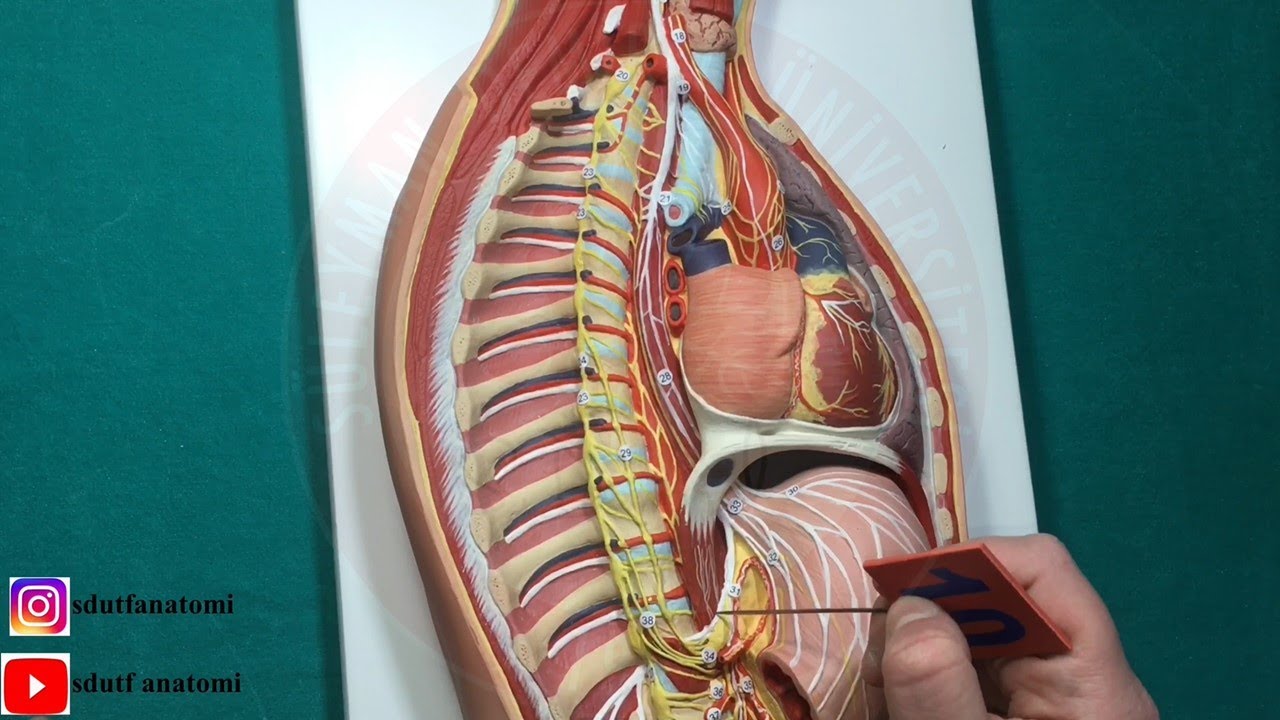 Otonom Sinir Sistemi Anatomisi Maketi