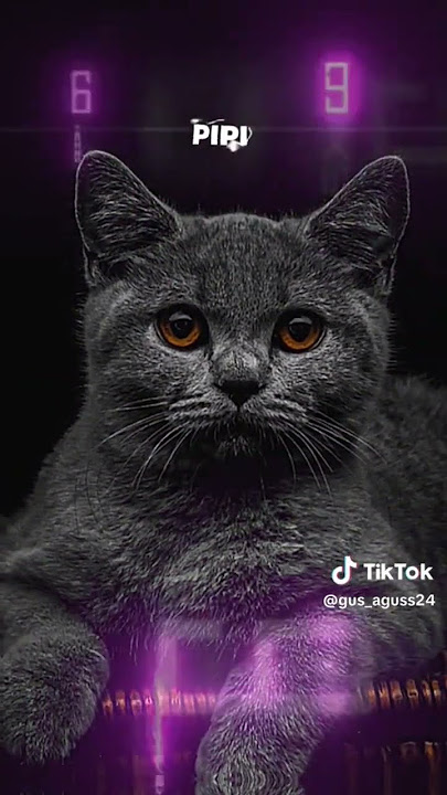 Download lagu dj asu lama dia