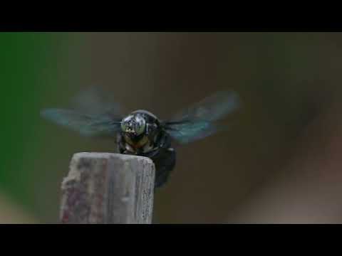 Sounds from a Carpenter Bee