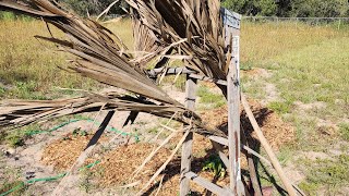 San Antonio Micro Farm | Shade for Pumpkins w/ Palm Fronds | Wood Chips Under Watermelon Leaves