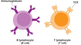 Complete Immunology Review