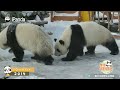 【Panda's Growing-up Diary】Episode 3 Qi Qiao & Qi Xi - Life Is All About Having Fun! | iPanda