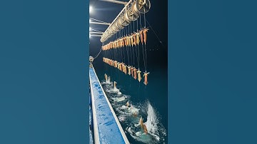 Tận mắt chứng kiến quy trình câu mực tự động giữa đêm tối!