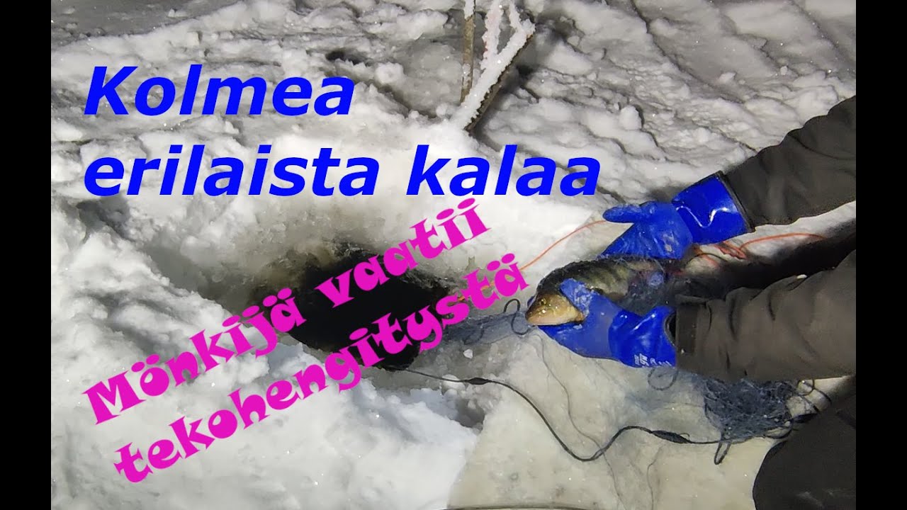 Talviverkoilla kolmea eri kalalajia | helmikuu 2026