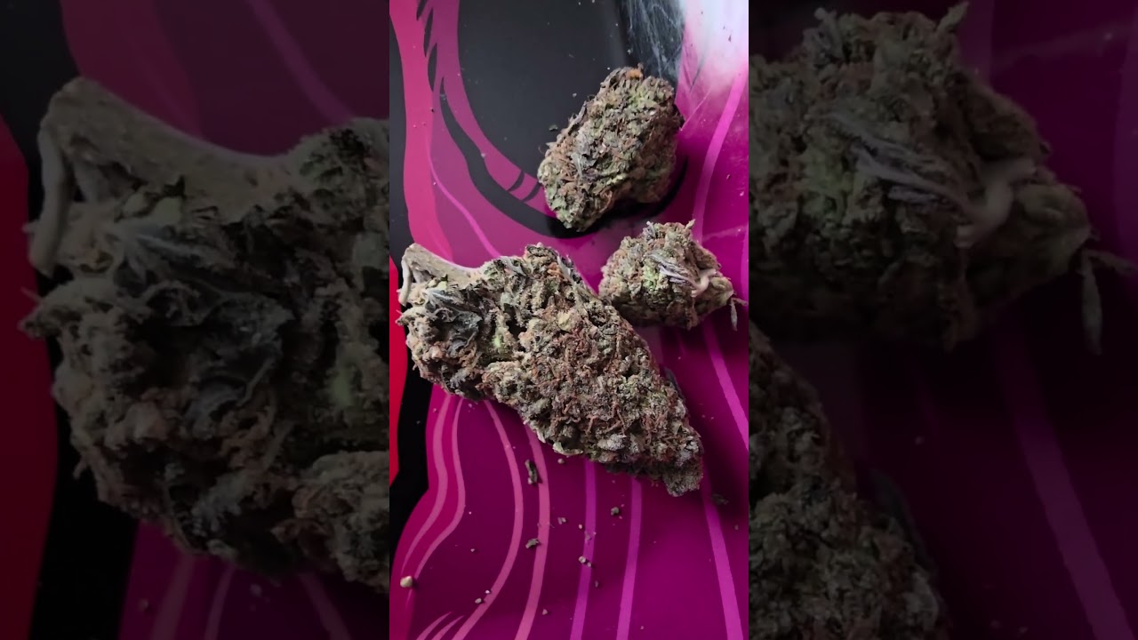 Thca Small Buds "Amnesia Haze " Review Use my code Lady Smoke for 10%off