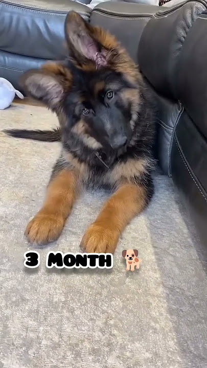 One Month to One Year german shepherd transformation #dog #puppy #feed #shots #gsd #transformation