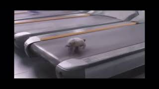 DEJA VU TURTLE (TURTLE EDİTİON)