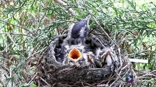 Oru Marathil Kudiyirukkum Paravai Irandu...ஒரு மரத்தில் குடியிருக்கும் பறவை