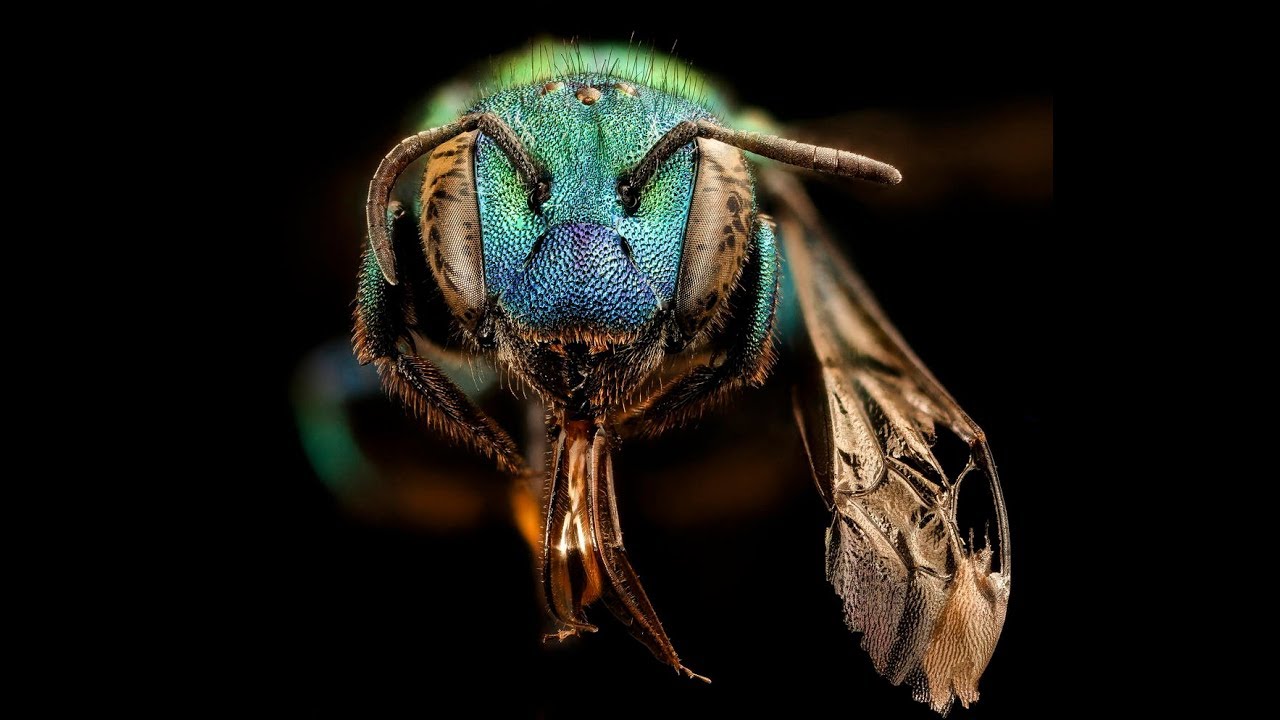 Learn How To Raise Mason Bees 