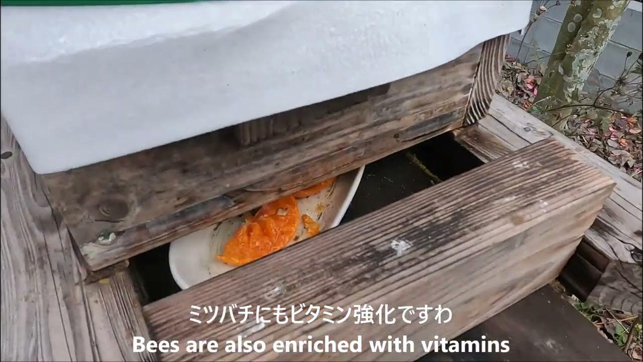ニホンミツバチの食餌 / Japanese honey bees food / Dieta de las abejas japonesas