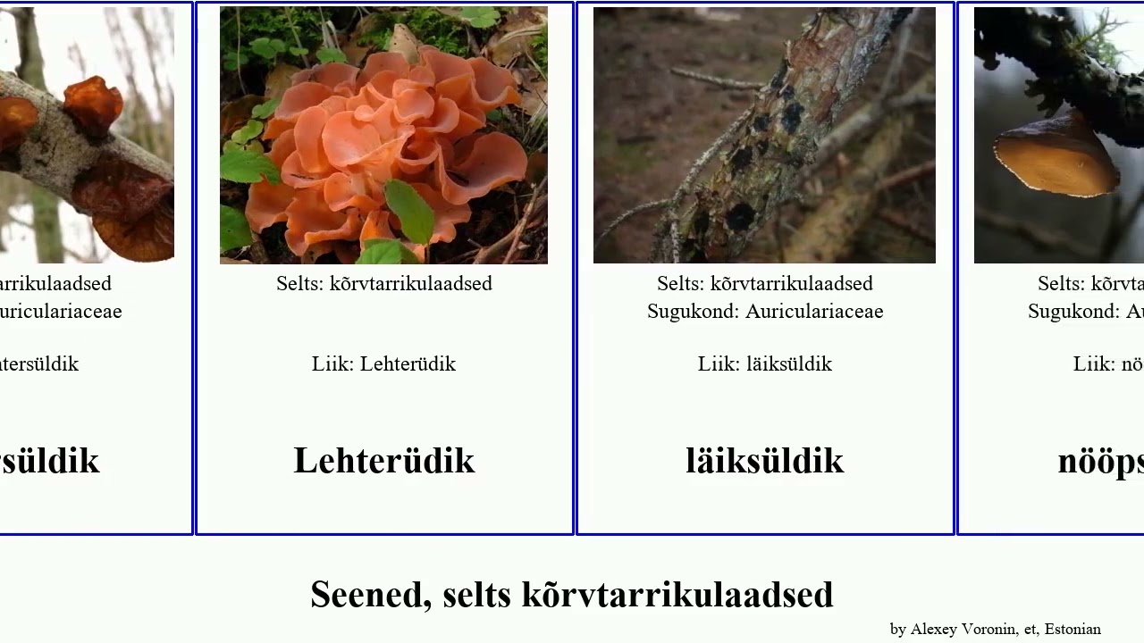 Seened, selts kõrvtarrikulaadsed fungus kuusesüldik karvane Freedom Auriculariales Studio harilik