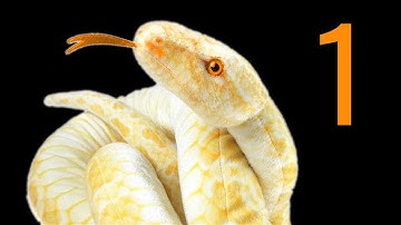 Użyteczny Python (#1) START - Pliki TXT, konwersje liczb, tablice. Matura z informatyki rozszerzonej