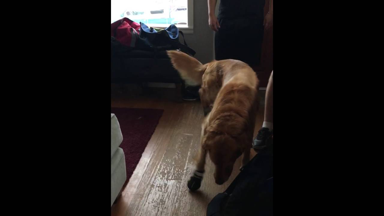 Dog Shoes YouTube