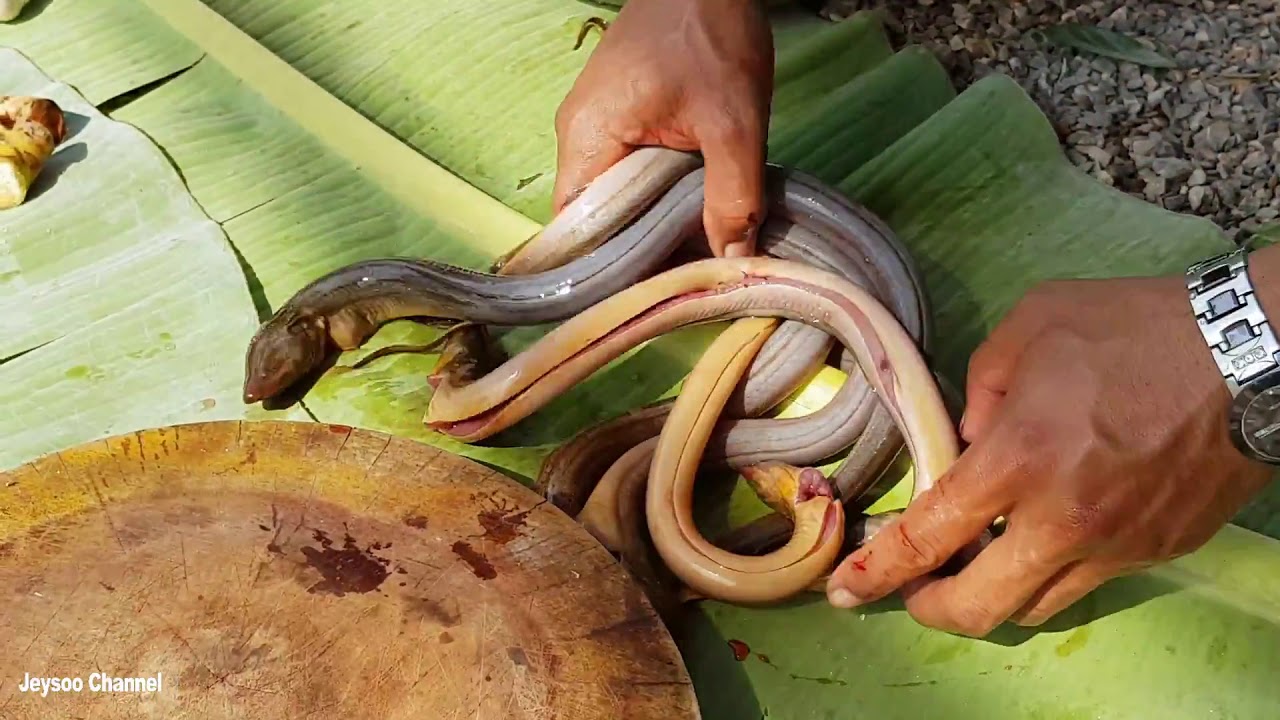 Cooking Eels In Coconut   How To Cook Eels In Cambodia   Village Food Factory
