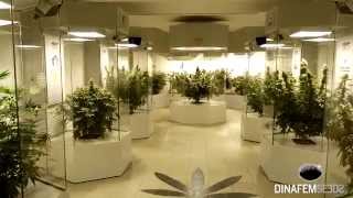 Dinafem seeds visiting the Hemp Embassy in Vienna