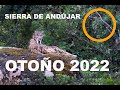 LINCE IBERICO EN OTOÑO 2022