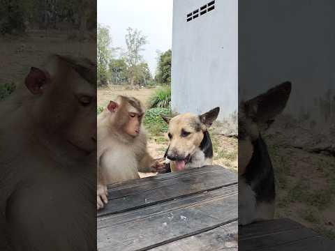 Super SokYaa OG ToTo Animals Are So Awesome Shorts 