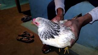Magic cock