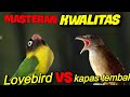 MASTERAN KWALITAS !! LOVEBIRD VS KAPAS TEMBAK DURASI 1Jam