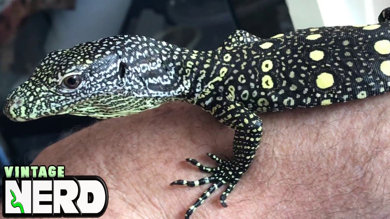 More baby Croc Monitor action