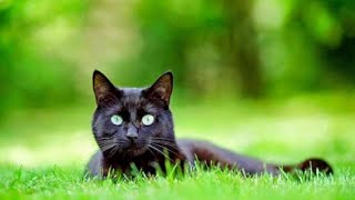 KATANYA ADA MITOS JIKA PELIHARA KUCING HITAM, APAKAH KALIAN TAHU? 
