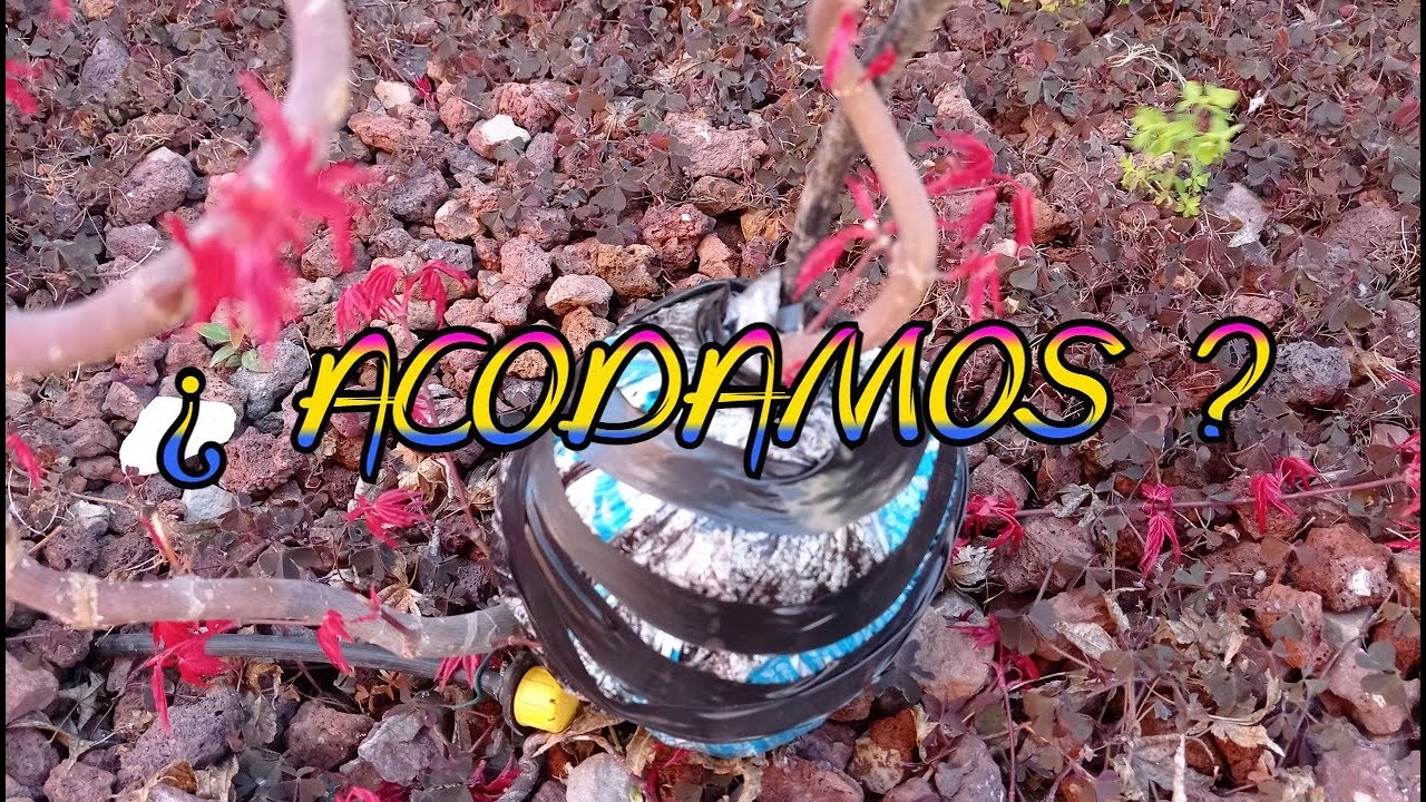 Acer Palmatum - Acodo Aéreo