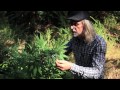 Grow Cannabis – Garden Plot 01 – by Jorge Cervantes